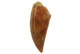 Serrated, Raptor Tooth - Real Dinosaur Tooth #127172-1